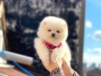 Pomeranian Boo Yavrularım Sağlık Ve Irk Garantilidir