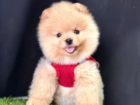 Sevimli Pomeranian Boo Yavrularımız