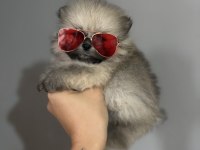 Teacup ayı surat pomeranian boo yavrular
