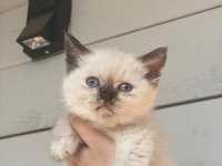A KALITE AYI SURAT KEDİMİZ