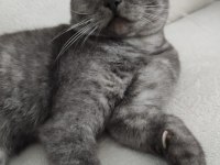 British shorthair duman uyguna sahiplendirilecek