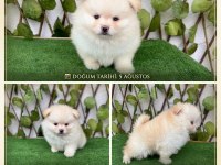 Pomeranian Boo Erkek