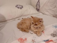 4 aylık safkan chinchilla erkek malzemeleri ile elden