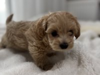 Sıfır Numara Maltipoo