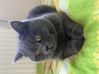Acil british shorthair sahiplendirilecek