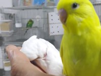33 ile 38 günlük bebek muhabbet kuşlar