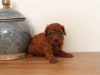 Poodle yuvaya gitmeye hazırız