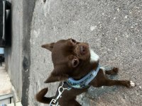 Chihuahua Oğlum 3 Yaşında