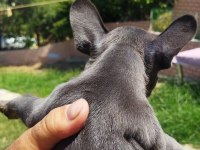 Teslime hazır harika yavrular french bulldog