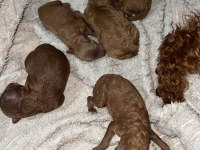 Dark renk kore teacup poodle bebekler REZERVE