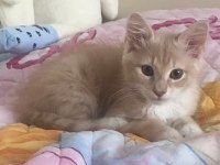 Kedi karamel