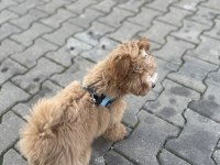 3.5 aylık poodle yavrumuz