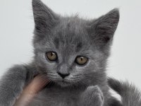 Yavru british shorthair