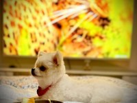 2 aylık erkek aşılı pomeranian