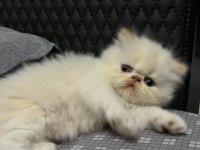 Show kalite ırk garantili iran kedisi bebeğimiz