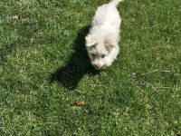 Dişi Maltese terrier köpeğimiz yeni sahibini arıyor