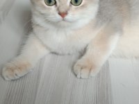 Bursa golden ve golden point british shorthair yavrular