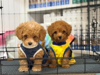 Poodle Yavrum 3 Aylık