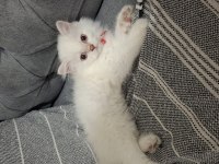 Orijinal British Longhair Anne Babadan Maviş Yavru