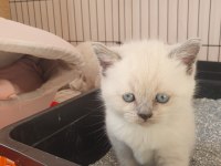 Blue point british shorthair rezerve ye açık