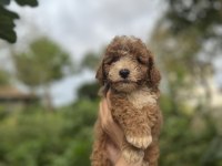 Toy Poodle bebekler