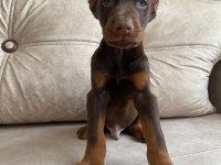 Kızıl doberman bebekler
