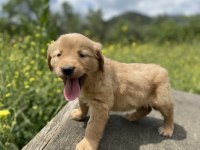 Irk garantili golden retriever yavrularımız