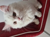 Güzel british longhair kızımız