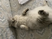 British longhair erkek