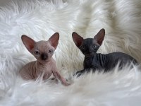 Sphynx sfenks tüysüz dişi erkek yavruları