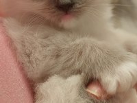 SAFKAN RAGDOLL YAVRUMUZ YENİ YUVASINI ARIYOR