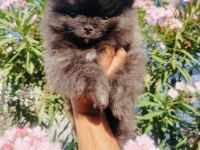 Siyah inci pomeranian yavruları