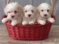 Maltipoo bebekler