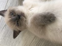 3 aylık british shorthair