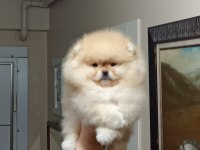 Üst kalite sıfır burun orijinal pomeranian boo