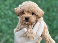 Muhtesem Guzellikte Mini Maltipoo Bebeklerimiz