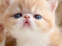 Show Face Snoppy Surat Garfield Exotic Shorthair Yavrum