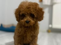 Erkek Toy poodle
