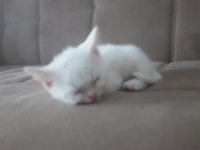 Acil Sahiplendirilecek British Shorthair