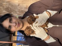Kore poodle yavrularımız