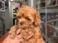 Muhteşem Maltipoo Yavrum