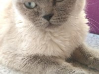 scottish blue point 6 aylık