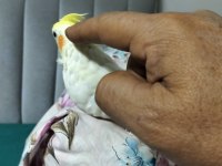 4 5 Aylık sultan papağanlar ele alışık