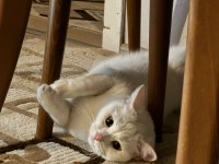 Kızımız Ankara kedisi ve British Shorthair kırmasıdır