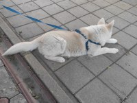 Safkan Dişi Husky Köpeği