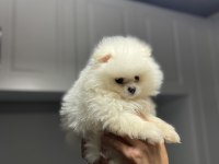 Pomeranian boo kar beyazı 2 aylık