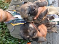 Shiba inu yavrularımız