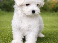 A KALİTE GERÇEK MALTESE TERRİER KÖPEKLER