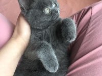 British shorthair prens yuvasını arıyor