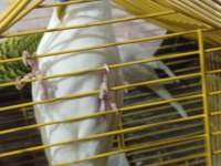 Dişi Erkek Muhabbet Kuşu Dişi olan albino